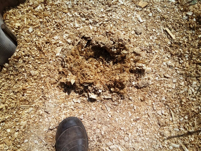 В 12 дня ушла писать статью, а в 13-30 вышла сделать фото и пожалуйста вам! Значит и в обед крот ходит на обед!