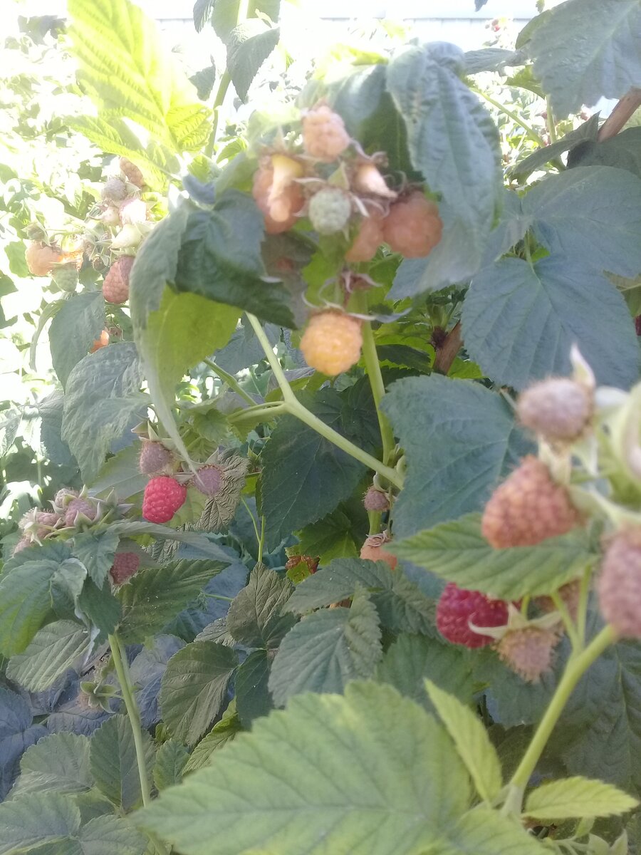 Дети очень любят малину, особенно белую