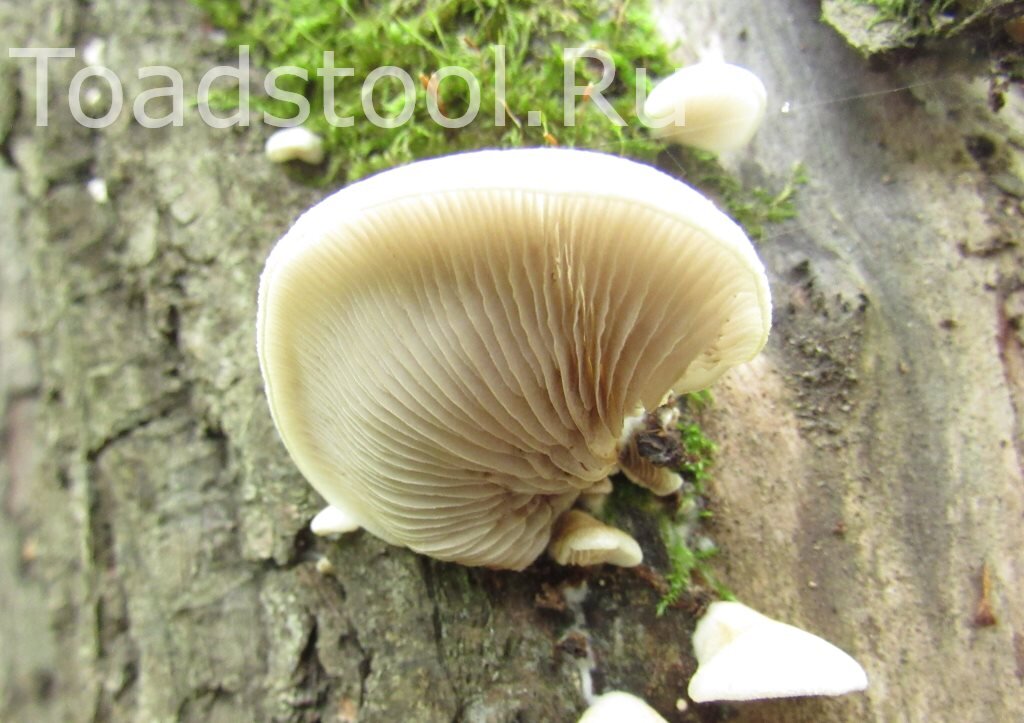 Крупный белый крепидот - что твоя вешенка! (фото И.Лебединского)