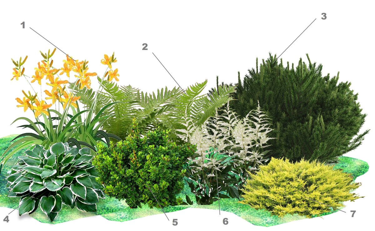 Что Посадить В Тени: Схема Клумбы | КЛУМБА | Дзен