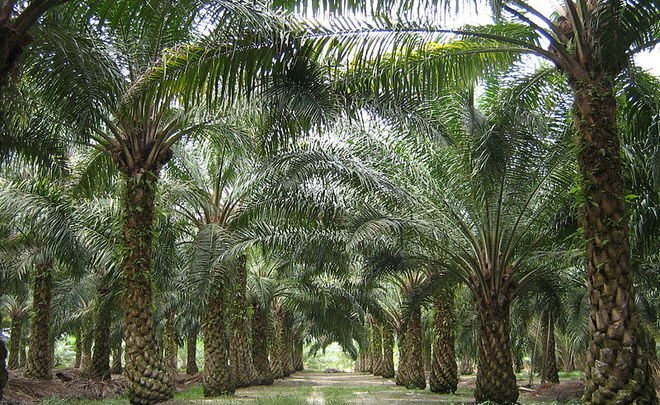  Фото: ru.wikipedia.org / Craig