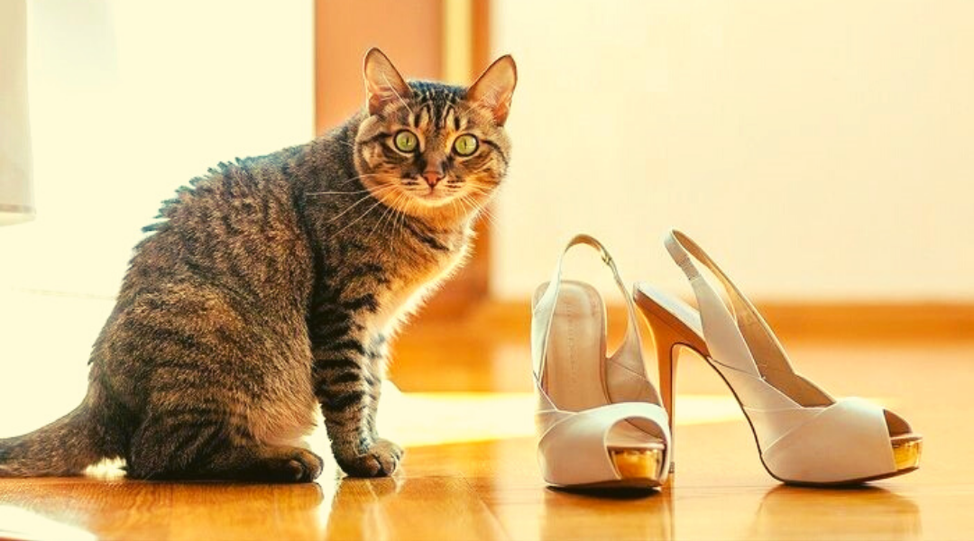 кошки на обувь. кот пометил обувь чем вывести. вывести кошачью мочу из обуви. кот в ботинках. котята в ботинке.