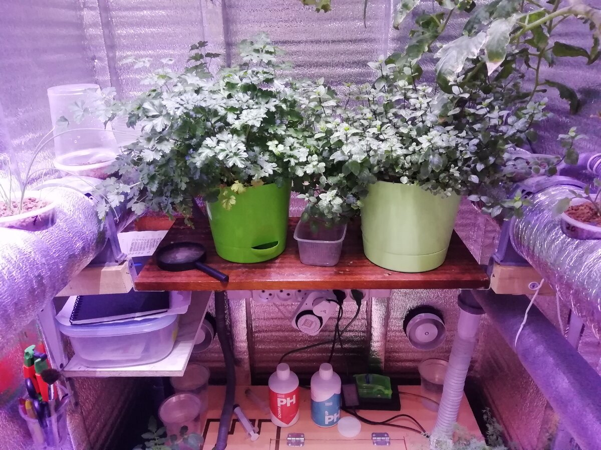 Слева заросли петрушки, справа - мяты перечной