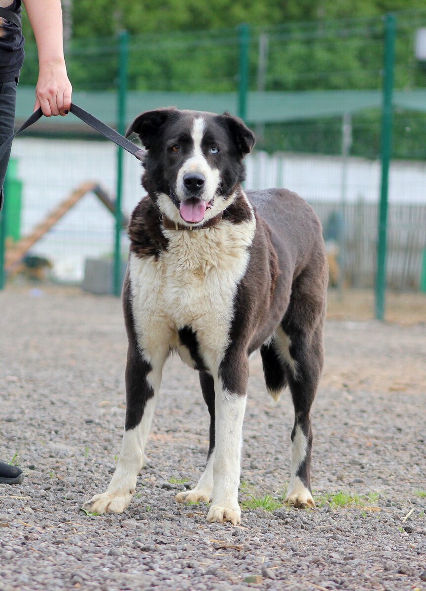 Тильда, приют солнцево