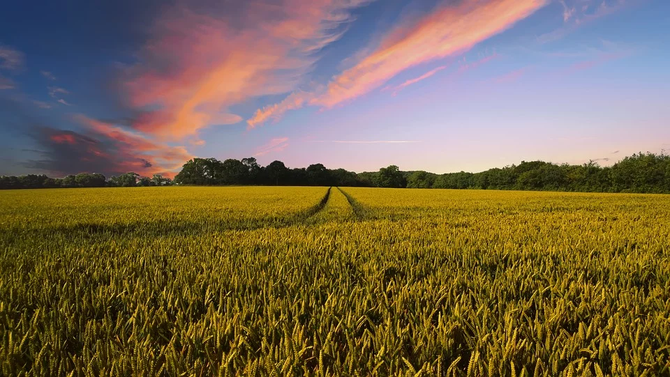 https://pixabay.com/photos/countryside-harvest-agriculture-2326787/