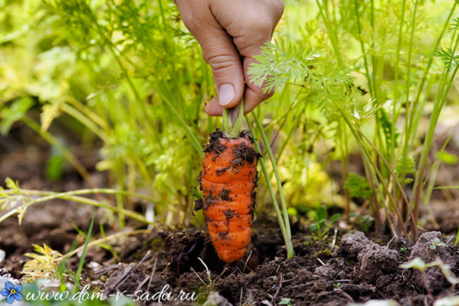 9 способов, как посадить морковь чтобы не прореживать.