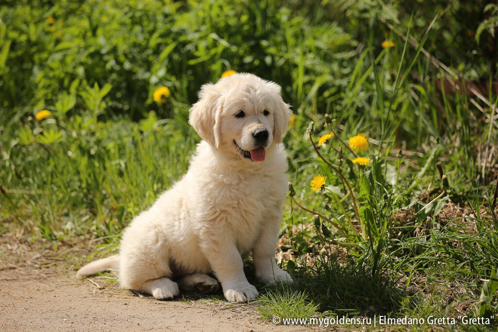 Щенок золотистого ретривера питомника "Эльмедано" / www.mygoldens.ru