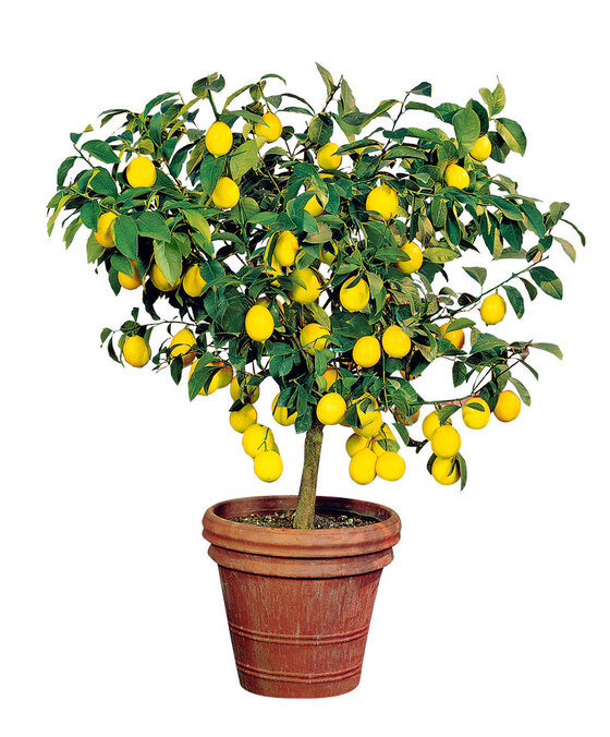 Карликовый Лимонник