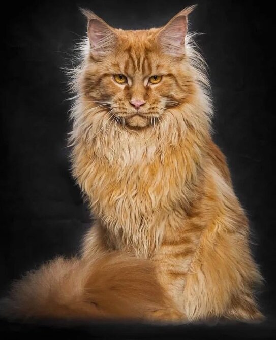 Фото из открытого источника