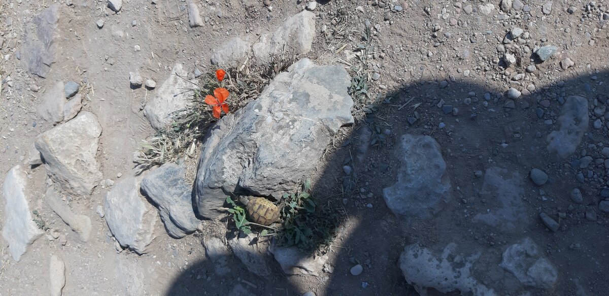 Символичное фото: камни, цветок, черепашка. А кто вы в жизни? Человек с характером, твёрдым как камень? А может нежный цветок, тянущий свои лепестки к солнцу? Или черепашка, упорно идущая вперёд? 