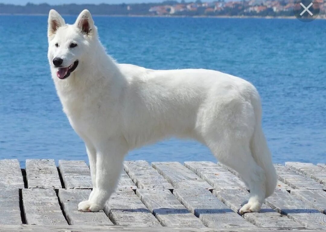Популярность белой швейцарской овчарки