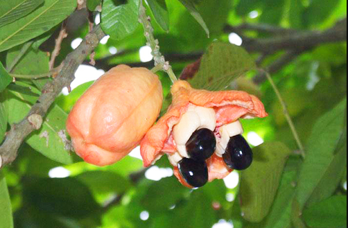 Аки созревшая и, рядом, не созревшая