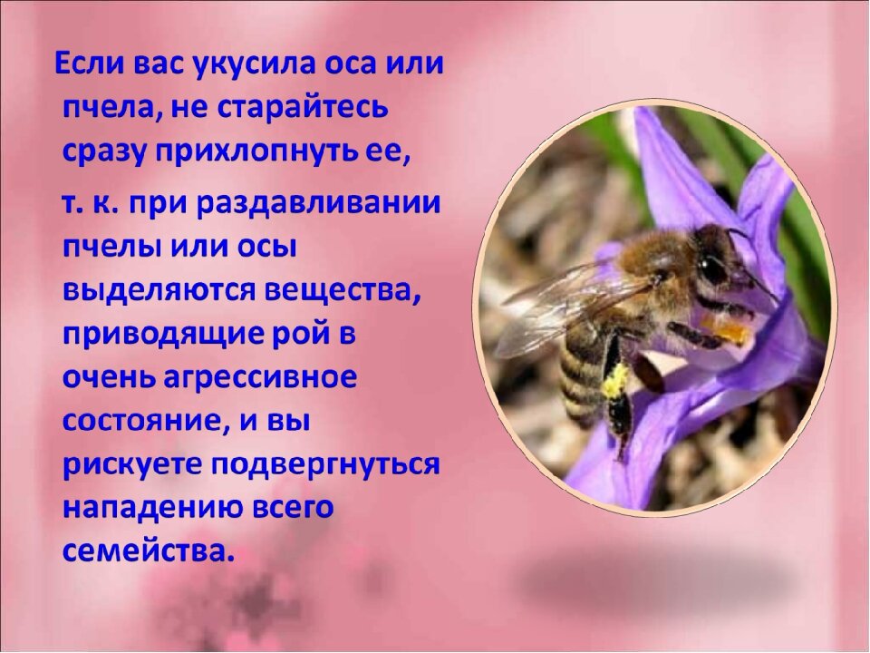                                                       Главное без паники...