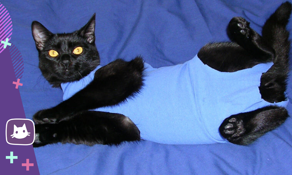 Кошка прыгала после стерилизации. Попона для кошки. Послеоперационная попона для кота. Одежда для кошек после операции. Послеоперационные штаны для кота.