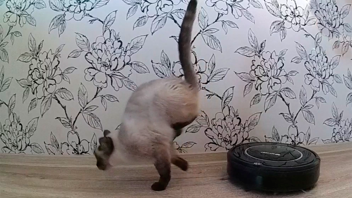 Кот и пылесос картинки