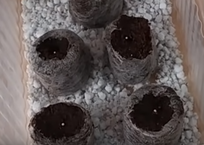 петуния на торфяных таблетках