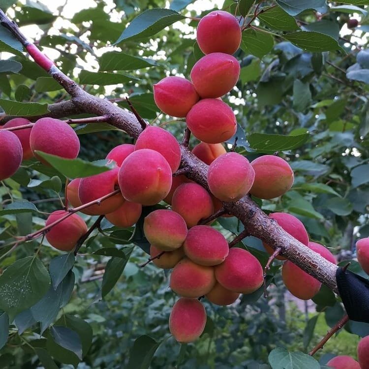 Абрикосы Евгения Морозова, Челябинск