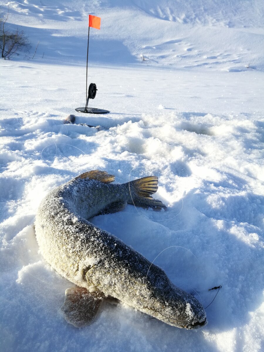 Жерлица принесла вот такую щучку на малой реке