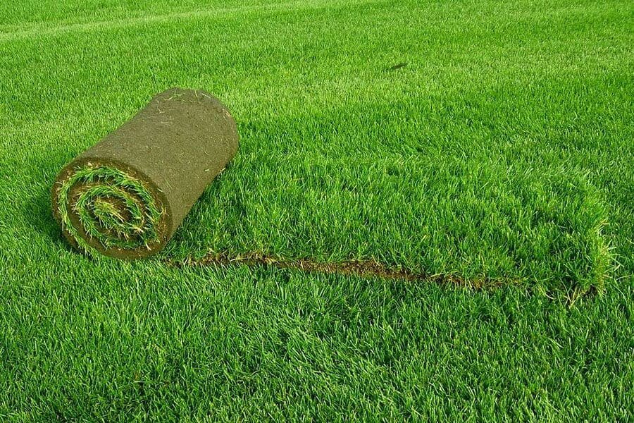 Рулонный газон