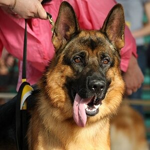 немецкая овчарка