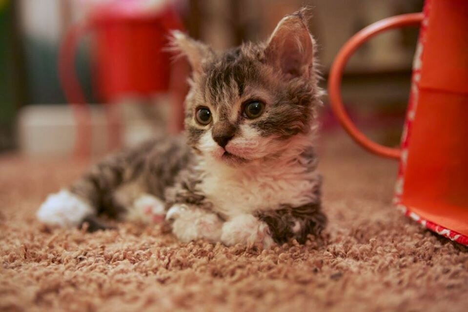 ламбкин переводится с англиского ягненочек