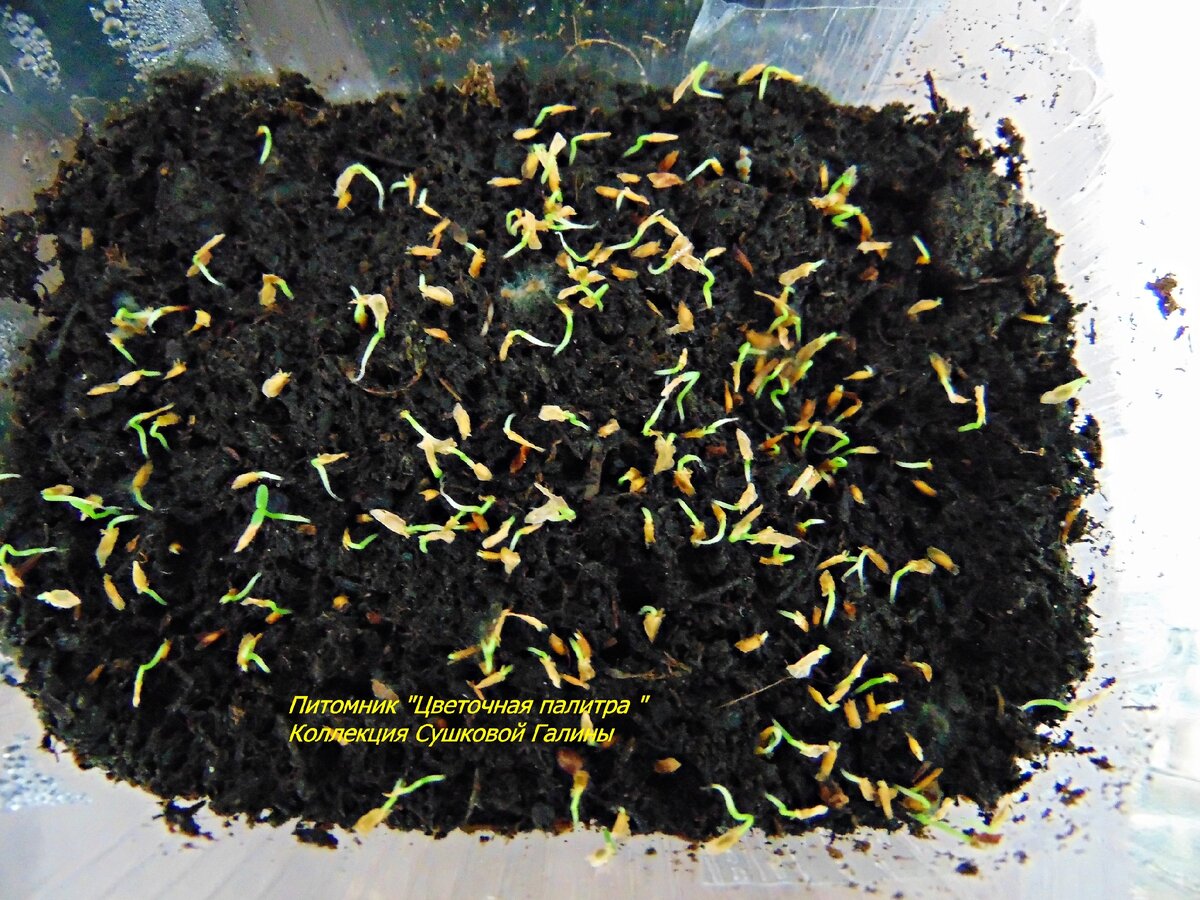  Вот так выглядят всходы 16 дней от посева 