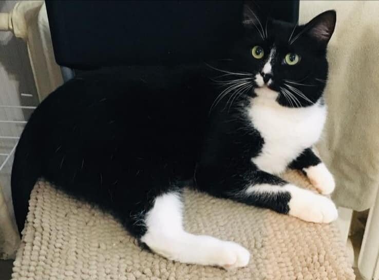 Маркуша, наш любвеобильный подопечный, который находится в поисках дома