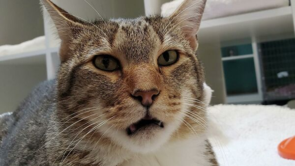 взято с https://cdn25.img.ria.ru/images/156087/28/1560872802_0:778:1536:1642_600x0_80_0_0_606c2d47b6d37951adc9eaf750de22f0.jpg