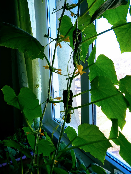 Посевы в первой половине марта | Заботы дачника | Дзен