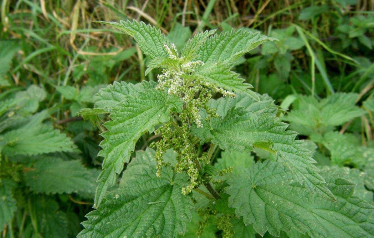 Крапива двудомная