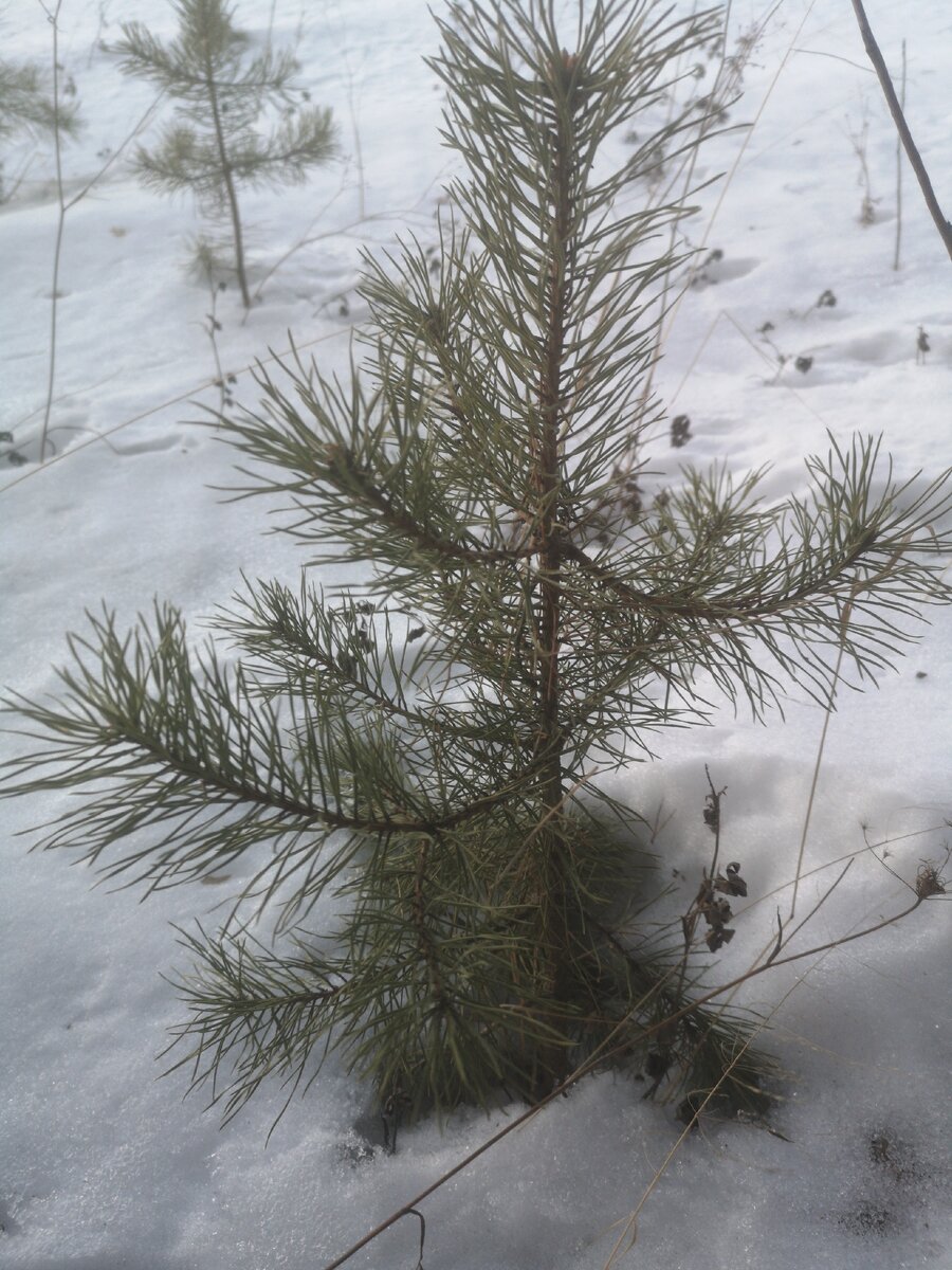 Она маленькая,растёт, цветёт выростет большая, проходя мимо мало кто замечает её 😔