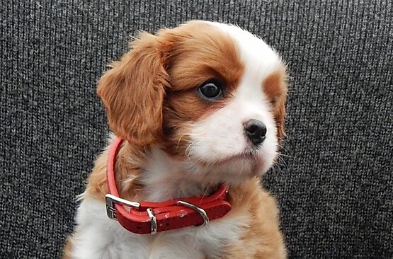 Кавалер Кинг Чарльз спаниель