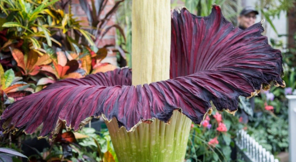 Немного помпезности вам