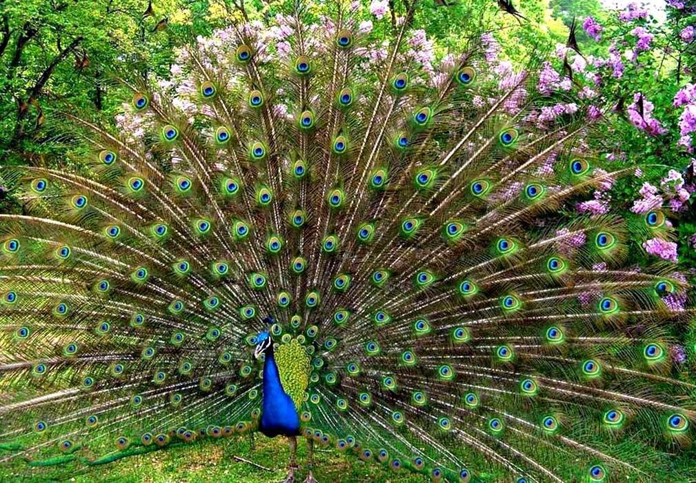 Индийский павлин фото