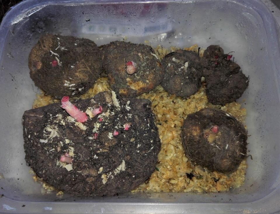 Бегонии проснулись все, проращивание. Фото автора