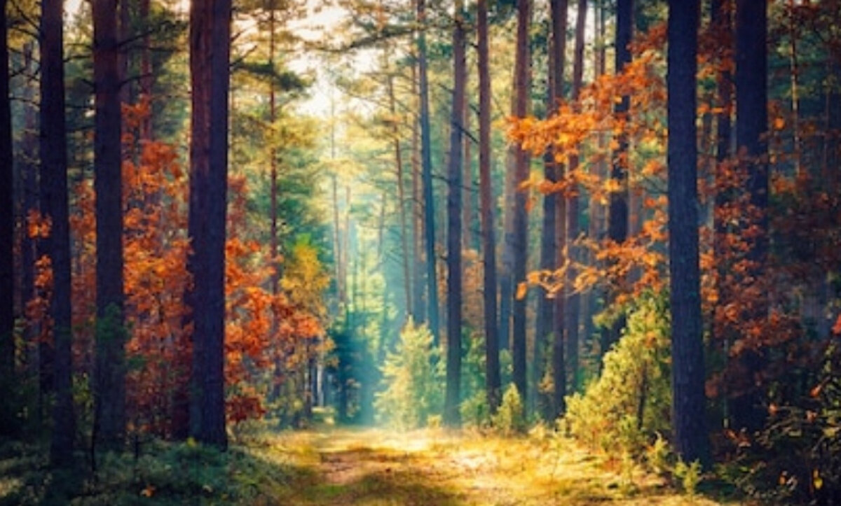 Природа в лесу