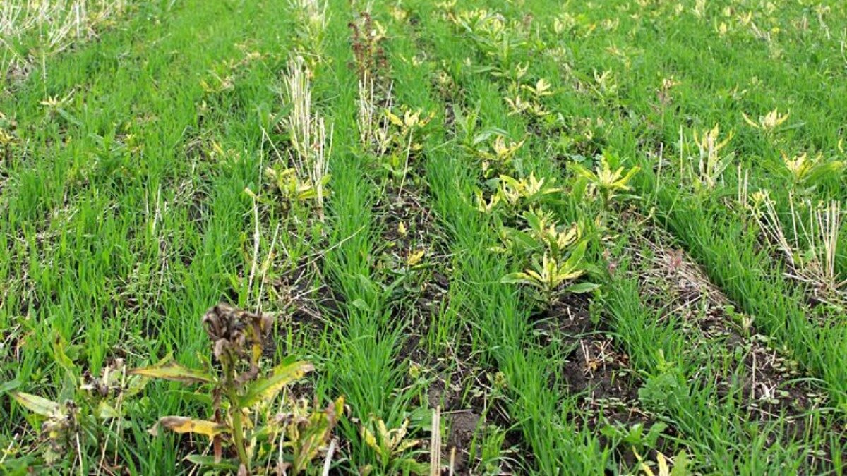 Фото:agroinfo.kzФотография носит иллюстративный характер