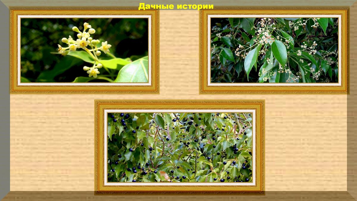 Камфорный лавр. https://vk.com/photo-159774511_457243899