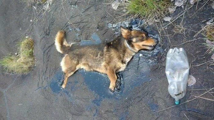 пёсик в беде