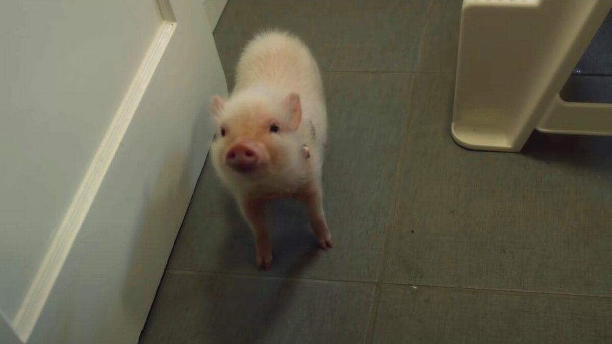 поросенок арло. арло говорящий поросёнок фильм. комедия с говорящим поросенком. говорящий поросенок. поросенок арло.