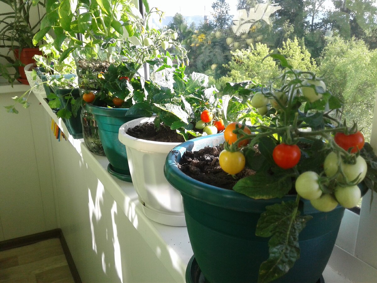 Томаты "Бэби". Июнь 2019 года