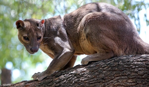 https://wildfauna.ru/fossa