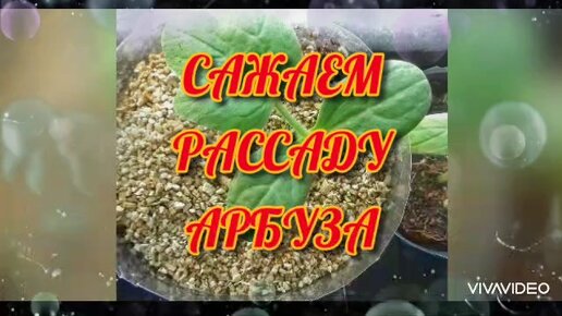 мама ксюша дзен и ее