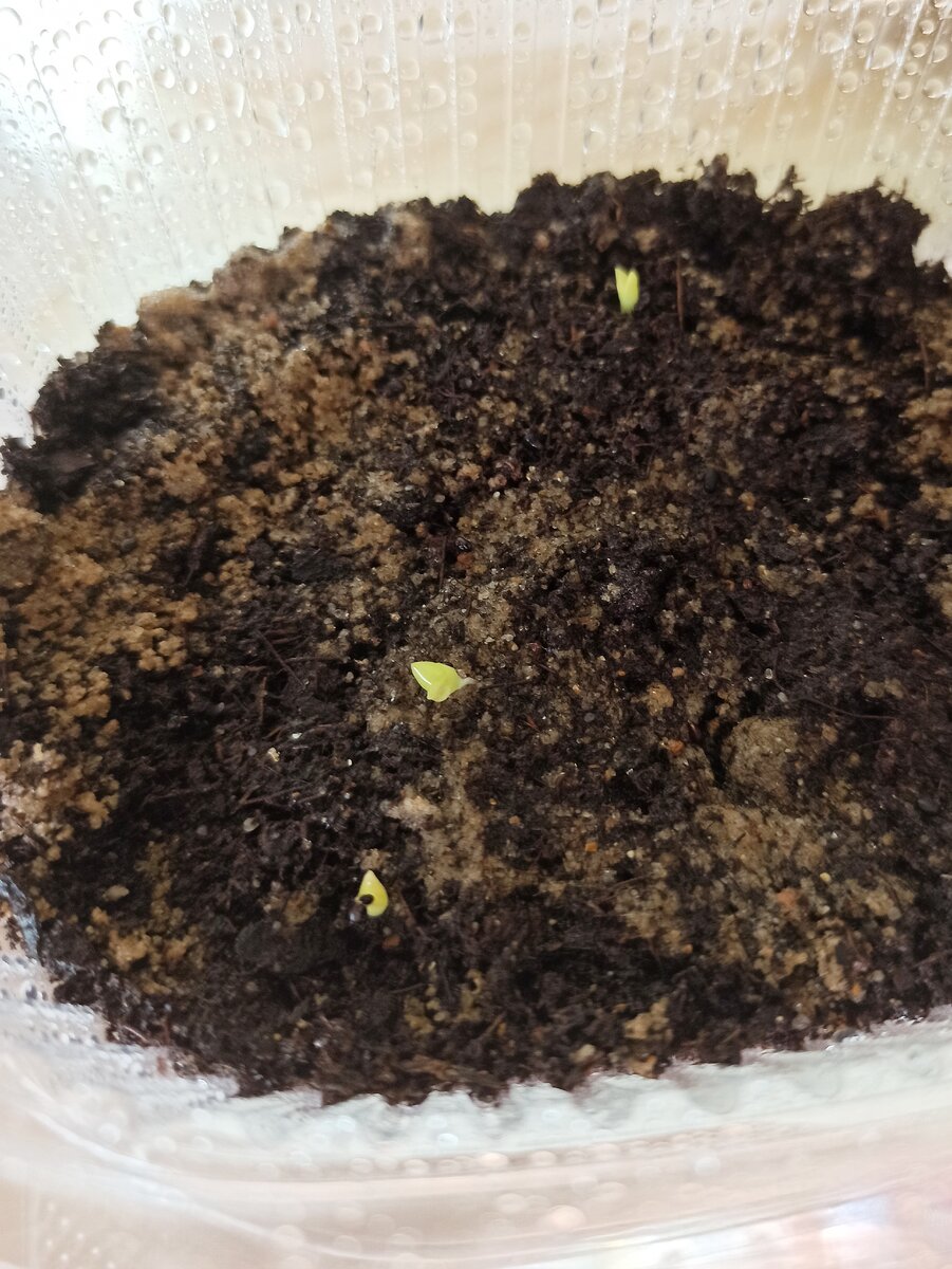 Первые всходы