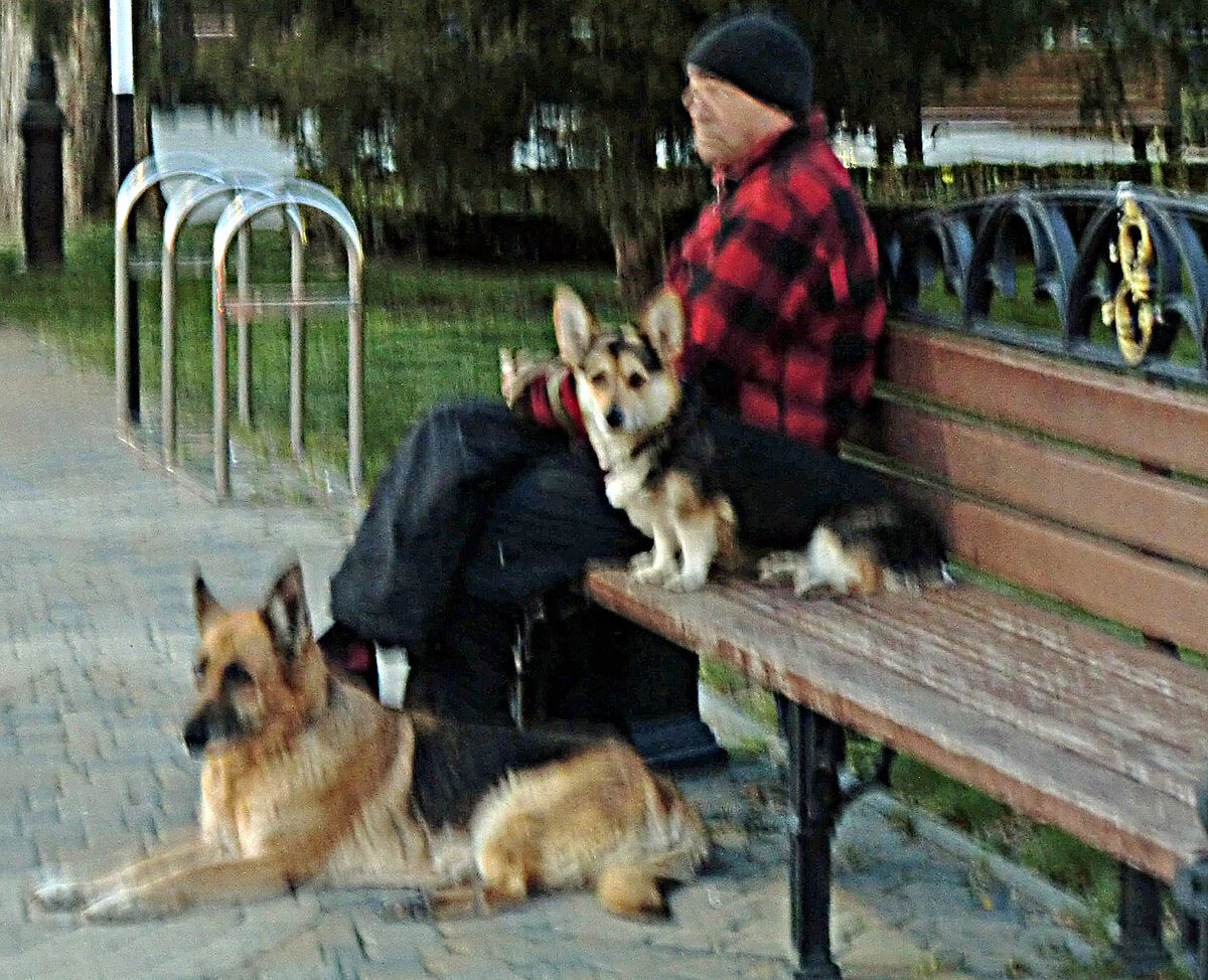 Краснодар. Собаки на прогулке