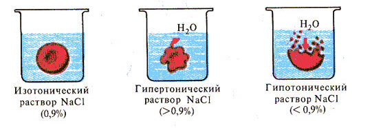 Поведение эритроцита человека при различных концентрациях NaCl
Источник: http://www.bsu.ru/content/page/1415/hec/tchesnokova/01/TOCFrame.htm