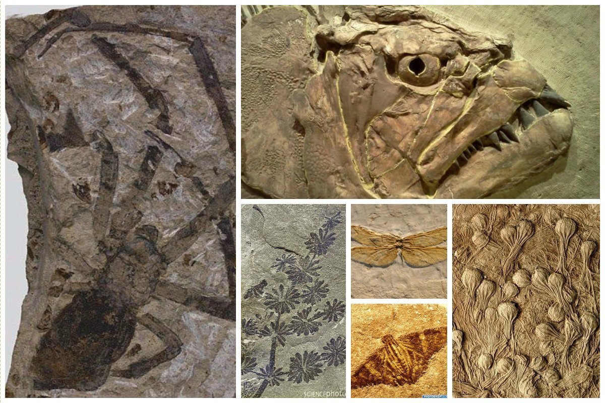 Какие породы образуются из останков живых. Fossil окаменелости. Окаменелости древних Мамонтов. Окаменелости Мамонтов горы. Окаменелости Пермского периода.