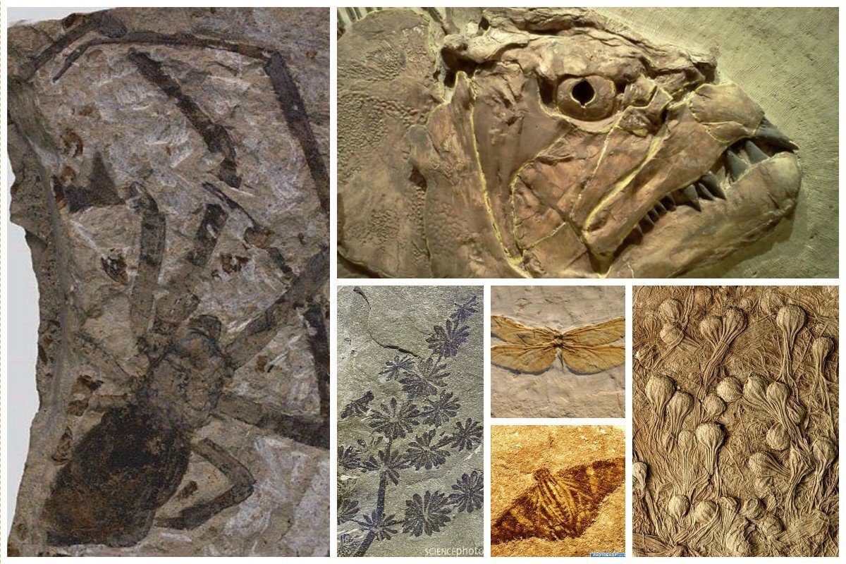 Самый древний по возрасту. Fossil окаменелости. Окаменелости древних Мамонтов. Окаменелости Мамонтов горы. Окаменелости Пермского периода.