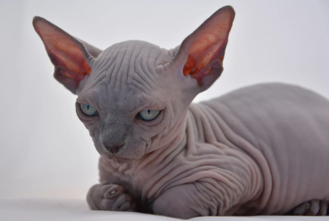 Фото взято из открытых источников