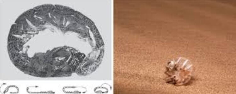 Креветка Nannosquilla decemspinosa 
